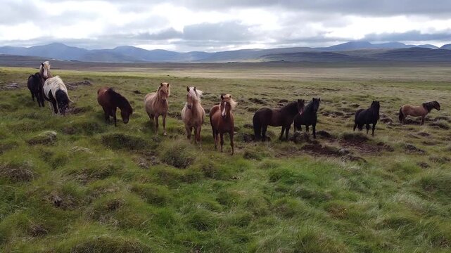 Calls Loch Shot on Herd of Horses in North Iceland