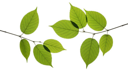 Fototapeta premium Fresh green tree leaves on branches in monochromatic white outline