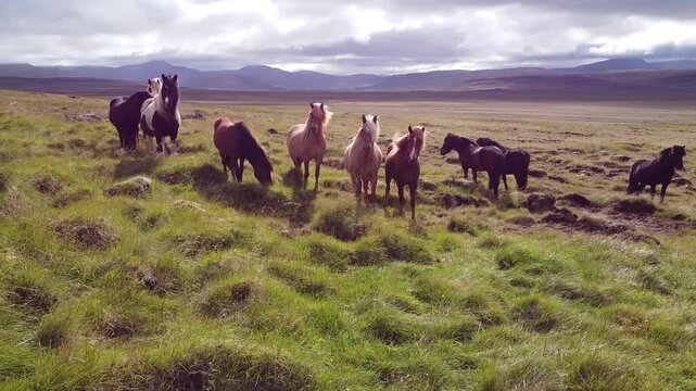 Calls Loch Shot on Herd of Horses in North Iceland