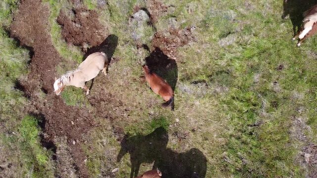 Head over Shot on Herd of Horses in North Iceland