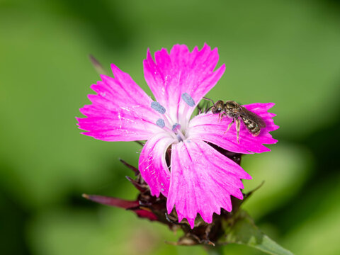 Biology - Lasioglossum leucopus - Insects in Spring - Furrow Bee on a Purple Flower. High quality photo