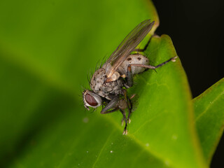 Naklejka premium Bio Diversity - Coenosia tigrina - Macro of very small Tiger Fly . High quality photo