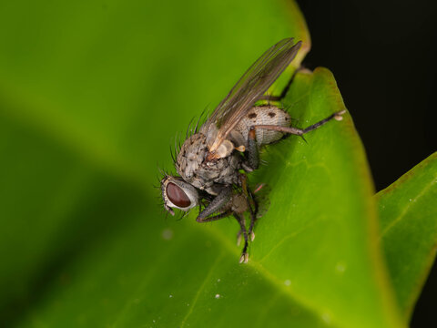 Bio Diversity - Coenosia tigrina - Macro of very small Tiger Fly . High quality photo