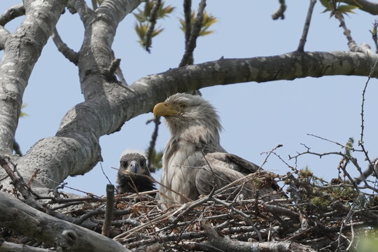 White‑tailed Eagle Nesting Behavior with Chick