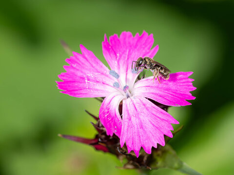 Biology - Lasioglossum leucopus - Insects in Spring - Furrow Bee on a Purple Flower. High quality photo