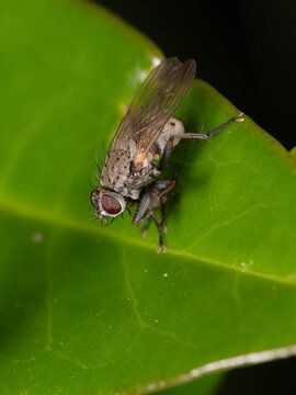Bio Diversity - Coenosia tigrina - Macro of very small Tiger Fly . High quality photo
