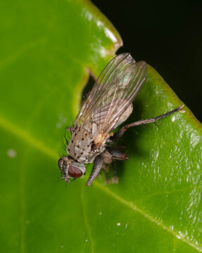 Bio Diversity - Coenosia tigrina - Macro of very small Tiger Fly . High quality photo