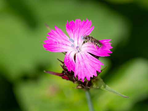 Biology - Lasioglossum leucopus - Insects in Spring - Furrow Bee on a Purple Flower. High quality photo