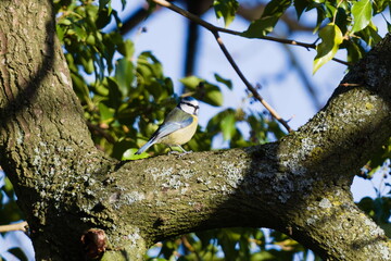 A crisp, detailed portrait of an adult blue tit perched on a thick, textured tree branch covered in grey-green lichen. The bird’s vibrant blue and yellow plumage stands out beautifully against the © David