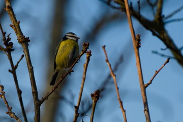 A serene portrait of an adult blue tit perched on a slender, leafless branch against a clear blue sky. The bird, captured in a quiet moment, stands out with its distinct yellow and blue plumage, creat © David