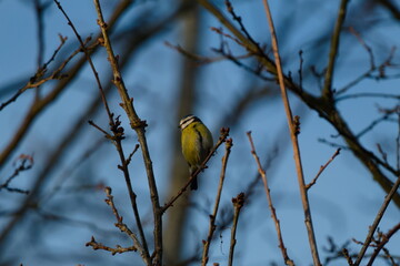 A serene portrait of an adult blue tit perched on a slender, leafless branch against a clear blue sky. The bird, captured in a quiet moment, stands out with its distinct yellow and blue plumage, creat © David
