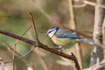 A crisp, side-profile portrait of an adult blue tit perched on a thin, textured branch in a sunlit woodland. The bird is captured in sharp detail, highlighting its striking blue, yellow, and white mar © David