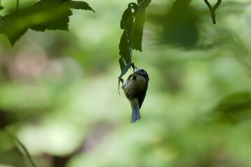 A candid, close-up shot of a small blue tit hanging upside down from a single green leaf. The bird is captured in a natural, agile foraging pose, set against a soft, dreamy, out-of-focus woodland back © David