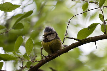A charming portrait of a juvenile blue tit perched on a delicate, thin branch. The young bird displays its characteristic fluffy, juvenile plumage and a curious expression, set against a soft-focus, b © David