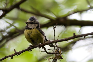 A charming portrait of a juvenile blue tit perched on a delicate, thin branch. The young bird displays its characteristic fluffy, juvenile plumage and a curious expression, set against a soft-focus, b © David