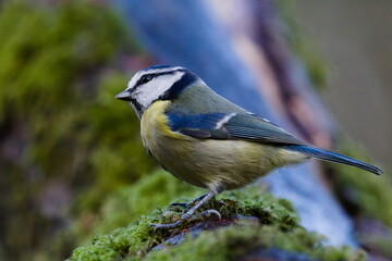 A sharp, detailed portrait of an adult blue tit perched on a moss-covered branch. The bird is captured in a side profile with its head turned to look towards the camera, showcasing its vibrant blue, y © David