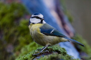 A sharp, detailed portrait of an adult blue tit perched on a moss-covered branch. The bird is captured in a side profile with its head turned to look towards the camera, showcasing its vibrant blue, y © David