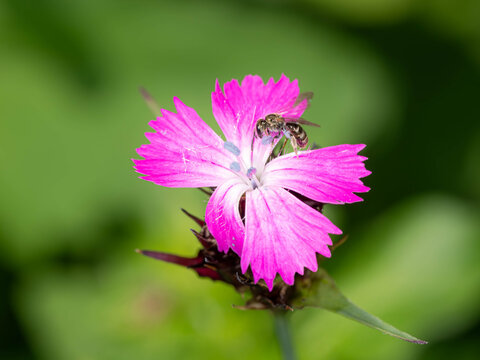 Biology - Lasioglossum leucopus - Insects in Spring - Furrow Bee on a Purple Flower. High quality photo