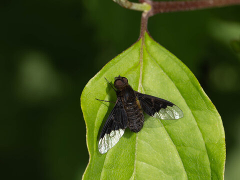 Bio Diversity - Hemipenthes morio - Macro of a Black Banded Bee Fly High quality photo