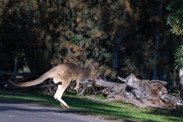 Naklejka premium Western Grey Kangaroo Jumping Across Woodland Track