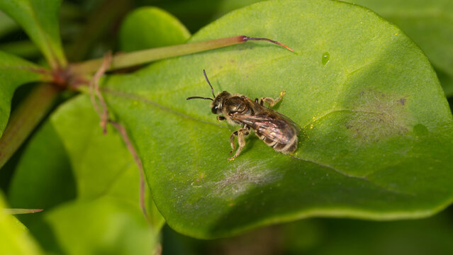 Bio Diversity - Halictus tumulorum - Macro of a Bronze Furrow Bee. High quality photo