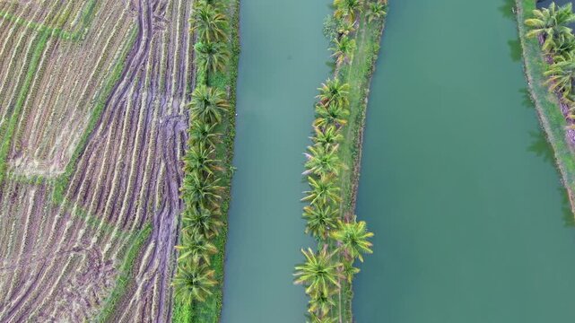 A stunning top-down aerial drone view capturing a symmetrical pattern of irrigation ponds lined with lush palm trees, contrasted against a vibrant mosaic of harvested fields and green crop textures in