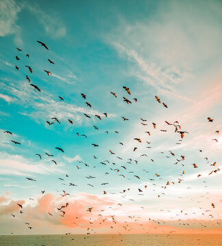 Kalong Island Flying Foxes Dramatic Sunset Flight Over Mangrove Forest Komodo National Park