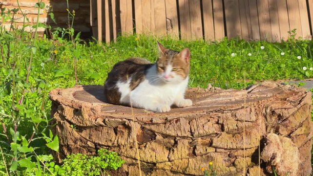 Calico tabby cat with white and brown coat lounging peacefully on old weathered tree stump in lush green garden, domestic feline pet outdoor scene, periodically combs out fleas