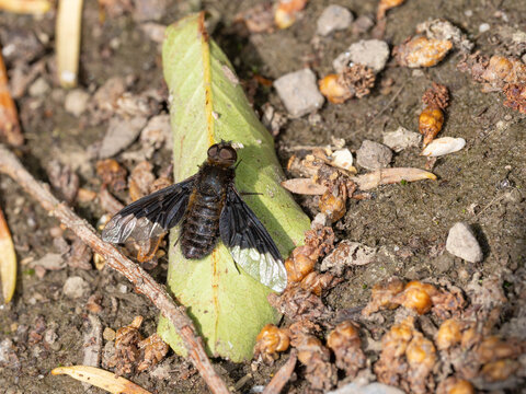 Bio Diversity - Hemipenthes morio - Macro of a Black Banded Bee Fly High quality photo