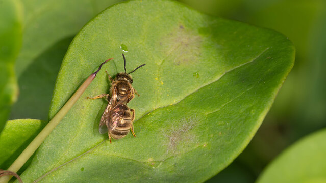Bio Diversity - Halictus tumulorum - Macro of a Bronze Furrow Bee. High quality photo
