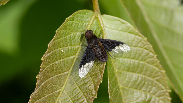 Bio Diversity - Hemipenthes morio - Macro of a Black Banded Bee Fly High quality photo