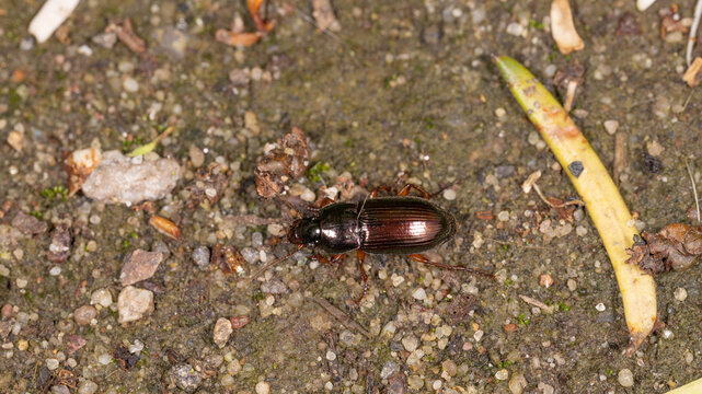 Bio Diversity - Harpalus affinis - Photo of a Bronze Ground Beetle. High quality photo