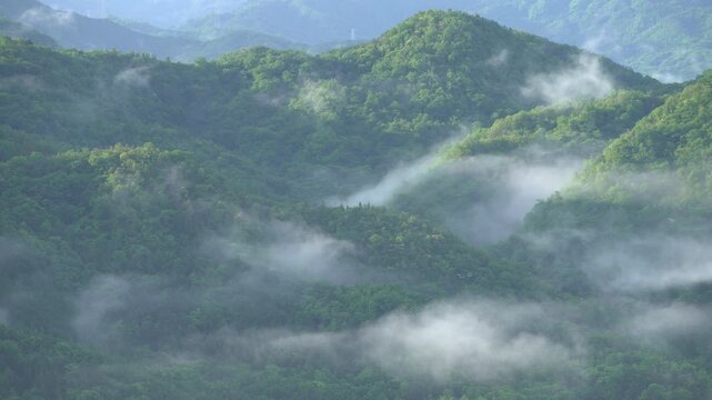 雲がかかった俯瞰で撮る春の森_10bit_4:2:2_フィックス