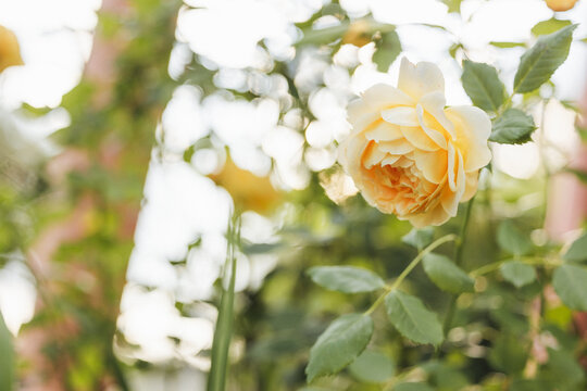 Soft focus yellow rose bloom with delicate petals and green leaves in a garden setting