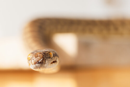 Close-up of a snake's head with striking orange eyes and a forked tongue flicking out