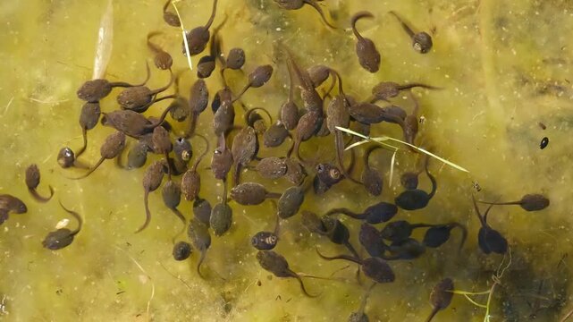 A cluster of frog tadpoles in the shallow, murky water of a pond.