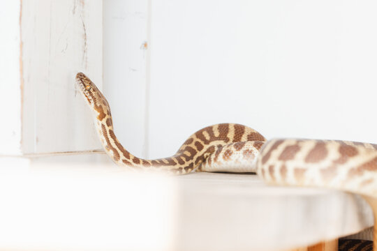 A python with a distinctive patterned skin is exploring a white wooden surface