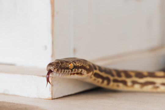 Close-up of a snake's head with its forked tongue flicking out