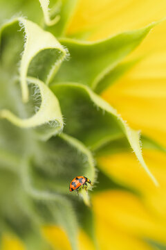 Close-up of a ladybug on a vibrant sunflower head with soft yellow background