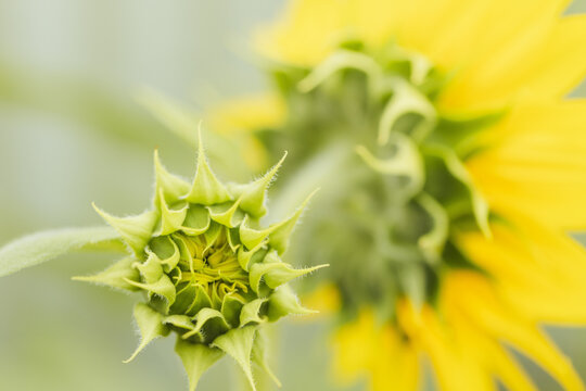 Close-up of a green sunflower bud ready to open with a blurred yellow bloom in the background