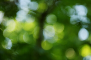 Fototapeta premium Blurred view of green and light blue background. Bokeh effect