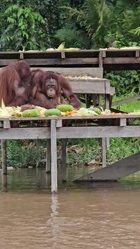 An orangutan mother and her baby sit together on a wooden feeding platform by the river, eating fresh fruits and corn in their natural tropical habitat
