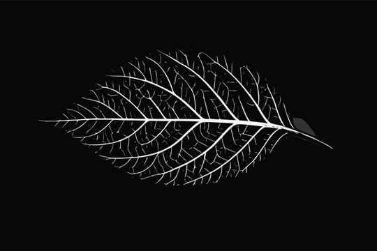 Detailed black and white botanical leaf vector illustation with high contrast txture and intricate vein ptterns, ideal for minimalit nature-themed graphic deign and organic branding.