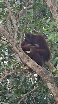 An orangutan mother and her baby sit together on a wooden feeding platform by the river, eating fresh fruits and corn in their natural tropical habitat