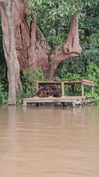An orangutan mother and her baby sit together on a wooden feeding platform by the river, eating fresh fruits and corn in their natural tropical habitat