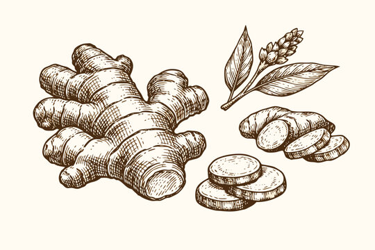 Vintage Hand Drawn Ginger Root Illustration with Slices and Leaves. Engraving Style Vector Sketch of Organic Ginger Rhizome for Culinary, Medicinal, and Healthy Cooking Design Projects.