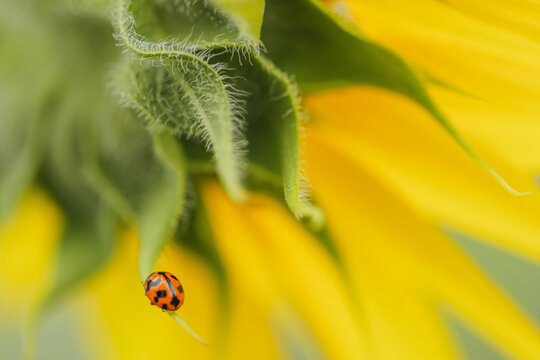 Close-up macro shot of a ladybug on the fuzzy green phyllaries on the back of a sunflower head