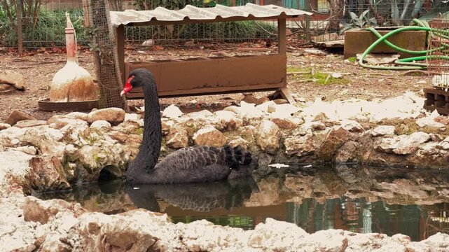 Australian black swan bird with red beak floating gracefully in stone bordered pond at zoo enclosure, elegant waterfowl exotic wildlife scene