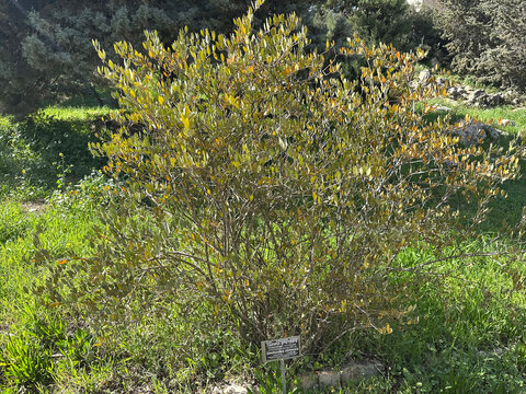 Jojoba, goat nut, deer nut, pignut, wild hazel, quinine nut, coffeeberry, and gray box bush (Simmondsia chinensis)