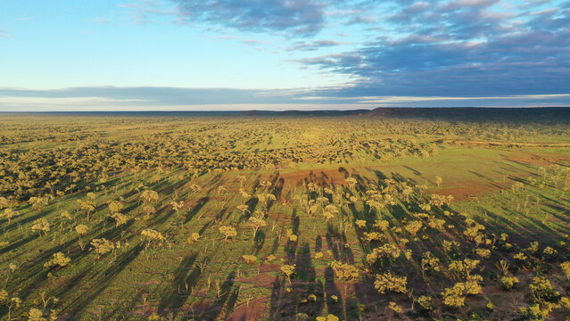Early morning drone view of native vegetation